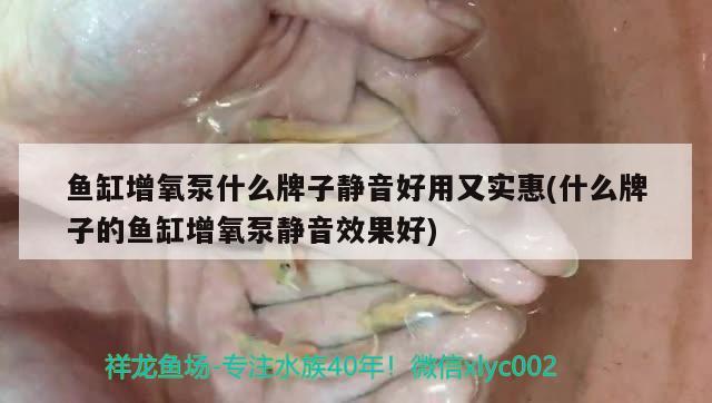 魚缸增氧泵什么牌子靜音好用又實(shí)惠(什么牌子的魚缸增氧泵靜音效果好) 豹紋夫魚苗