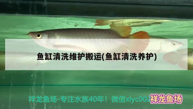 魚缸清洗維護(hù)搬運(yùn)(魚缸清洗養(yǎng)護(hù)) 白子銀龍苗（黃化銀龍苗）