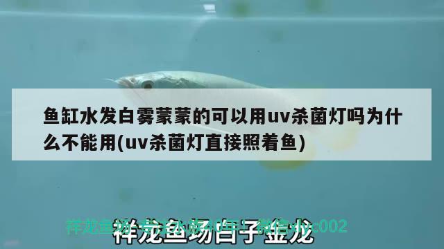 魚缸水發(fā)白霧蒙蒙的可以用uv殺菌燈嗎為什么不能用(uv殺菌燈直接照著魚) 森森魚缸