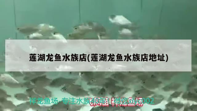 蓮湖龍魚水族店(蓮湖龍魚水族店地址) 皇冠黑白魟魚 第1張