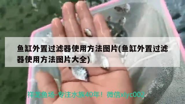 魚缸外置過濾器使用方法圖片(魚缸外置過濾器使用方法圖片大全) 薩伊藍魚