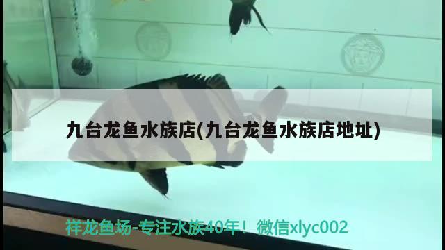 九臺龍魚水族店(九臺龍魚水族店地址) 祥龍藍(lán)珀金龍魚