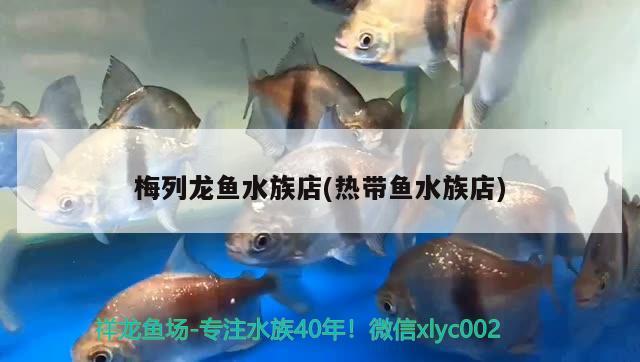 梅列龍魚水族店(熱帶魚水族店)