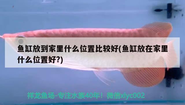 魚缸放到家里什么位置比較好(魚缸放在家里什么位置好?)