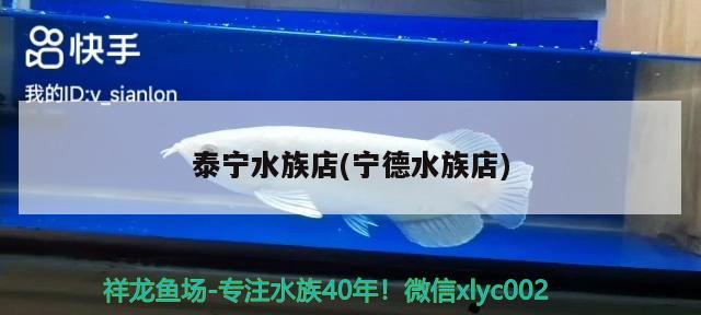 泰寧水族店(寧德水族店) 祥龍進(jìn)口元寶鳳凰魚