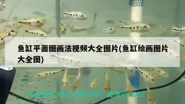 魚缸平面圖畫法視頻大全圖片(魚缸繪畫圖片大全圖) 紅老虎魚