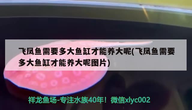 飛鳳魚(yú)需要多大魚(yú)缸才能養(yǎng)大呢(飛鳳魚(yú)需要多大魚(yú)缸才能養(yǎng)大呢圖片)