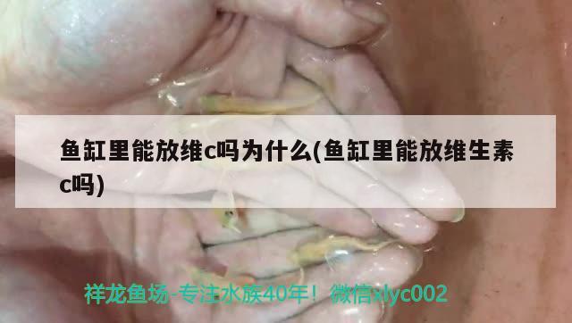 魚缸里能放維c嗎為什么(魚缸里能放維生素c嗎) 斯維尼關(guān)刀魚