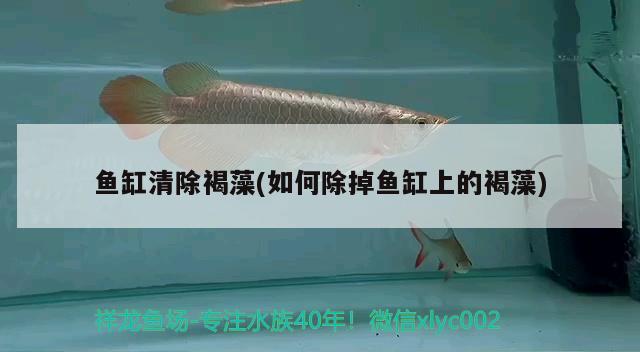 魚缸清除褐藻(如何除掉魚缸上的褐藻) 二氧化碳設(shè)備