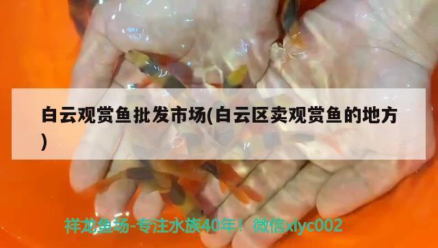 白云觀賞魚批發(fā)市場(白云區(qū)賣觀賞魚的地方) 觀賞魚批發(fā) 第2張