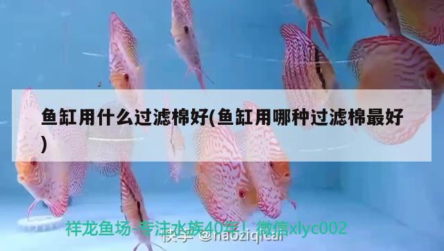 魚缸用什么過(guò)濾棉好(魚缸用哪種過(guò)濾棉最好)