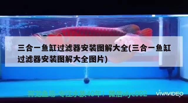 三合一魚缸過濾器安裝圖解大全(三合一魚缸過濾器安裝圖解大全圖片) 蘇虎苗（蘇門答臘虎魚苗）