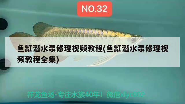 魚缸潛水泵修理視頻教程(魚缸潛水泵修理視頻教程全集) 紅眼黃化幽靈火箭魚|皇家火箭魚