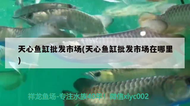 天心魚缸批發(fā)市場(天心魚缸批發(fā)市場在哪里) 藍(lán)底過背金龍魚