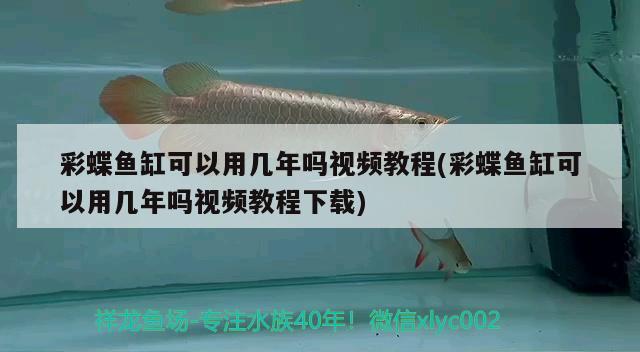 彩蝶魚(yú)缸可以用幾年嗎視頻教程(彩蝶魚(yú)缸可以用幾年嗎視頻教程下載) 赤荔鳳冠魚(yú)