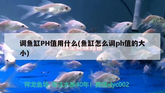 調(diào)魚缸PH值用什么(魚缸怎么調(diào)ph值的大小)