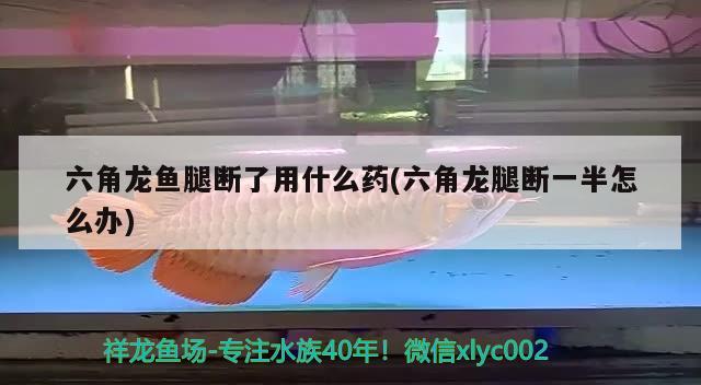 六角龍魚(yú)腿斷了用什么藥(六角龍腿斷一半怎么辦)