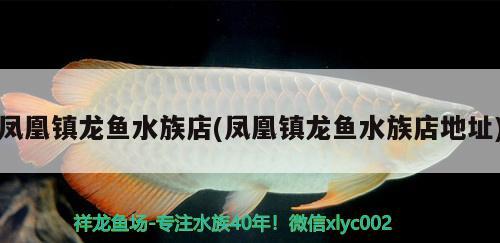 鳳凰鎮(zhèn)龍魚水族店(鳳凰鎮(zhèn)龍魚水族店地址)