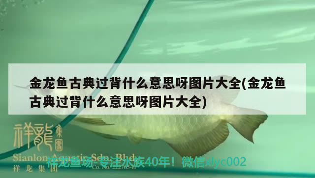 金龍魚古典過背什么意思呀圖片大全(金龍魚古典過背什么意思呀圖片大全)