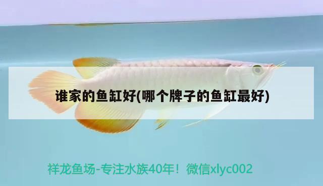 誰家的魚缸好(哪個牌子的魚缸最好) 撒旦鴨嘴魚