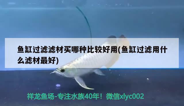 魚缸過濾濾材買哪種比較好用(魚缸過濾用什么濾材最好) 胭脂孔雀龍魚