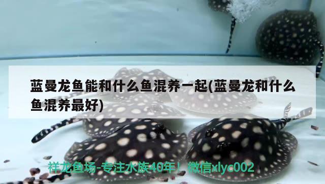 藍(lán)曼龍魚能和什么魚混養(yǎng)一起(藍(lán)曼龍和什么魚混養(yǎng)最好)