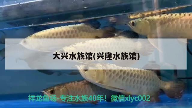 大興水族館(興隆水族館) 赤荔鳳冠魚(yú)