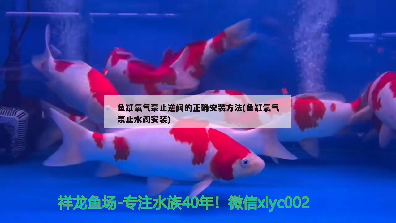 魚缸氧氣泵止逆閥的正確安裝方法(魚缸氧氣泵止水閥安裝)