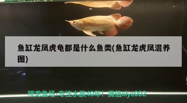 魚(yú)缸龍鳳虎龜都是什么魚(yú)類(魚(yú)缸龍虎鳳混養(yǎng)圖) 烏龜