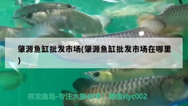 肇源魚缸批發(fā)市場(肇源魚缸批發(fā)市場在哪里) 龍鳳鯉魚