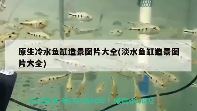 原生冷水魚缸造景圖片大全(淡水魚缸造景圖片大全) 豬鼻龜