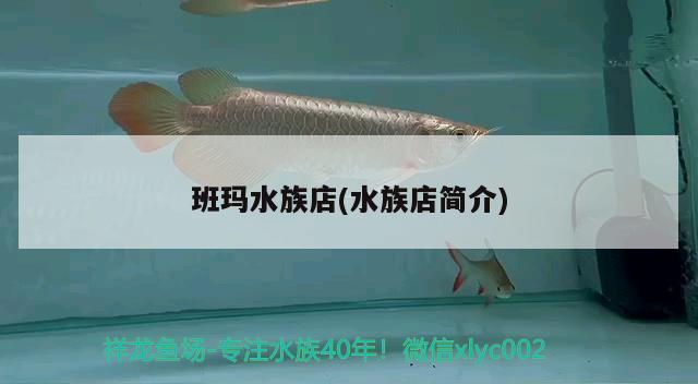 班瑪水族店(水族店簡介) 海象魚