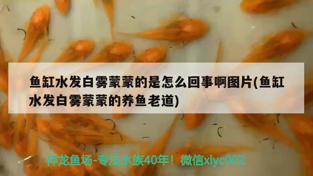 魚缸水發(fā)白霧蒙蒙的是怎么回事啊圖片(魚缸水發(fā)白霧蒙蒙的養(yǎng)魚老道) 魚缸水泵