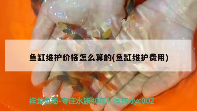 魚缸維護價格怎么算的(魚缸維護費用)