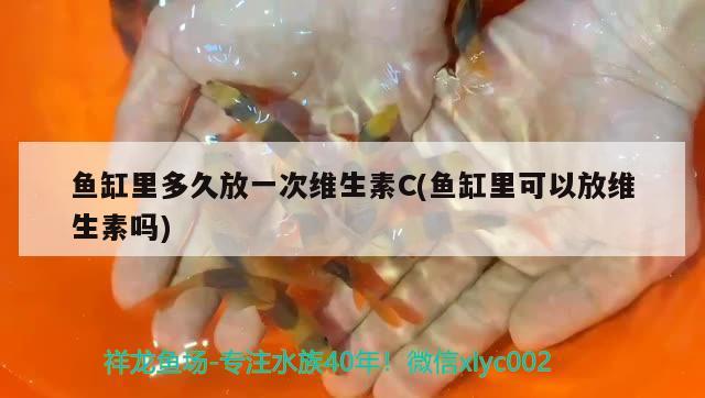 魚缸里多久放一次維生素C(魚缸里可以放維生素嗎) 和尚魚