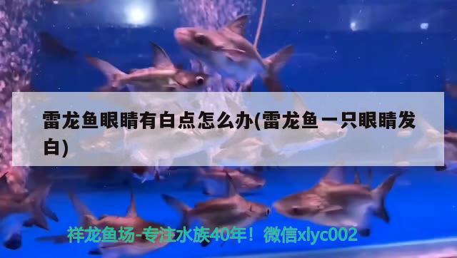 雷龍魚眼睛有白點怎么辦(雷龍魚一只眼睛發(fā)白) 養(yǎng)魚知識