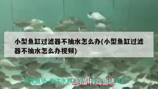 小型魚缸過濾器不抽水怎么辦(小型魚缸過濾器不抽水怎么辦視頻)