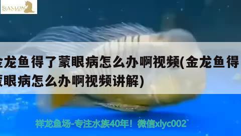 金龍魚(yú)得了蒙眼病怎么辦啊視頻(金龍魚(yú)得了蒙眼病怎么辦啊視頻講解)