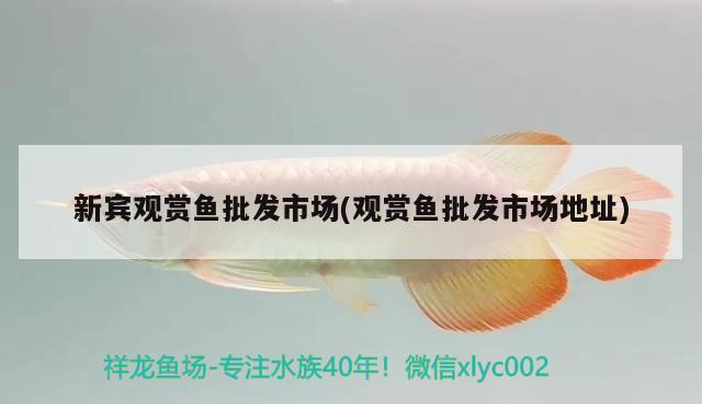 新賓觀賞魚批發(fā)市場(觀賞魚批發(fā)市場地址) 觀賞魚批發(fā)