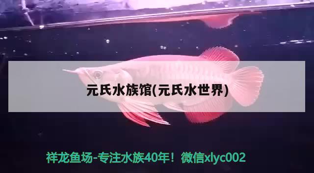 元氏水族館(元氏水世界) 印尼紅龍魚