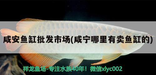 咸安魚缸批發(fā)市場(chǎng)(咸寧哪里有賣魚缸的)