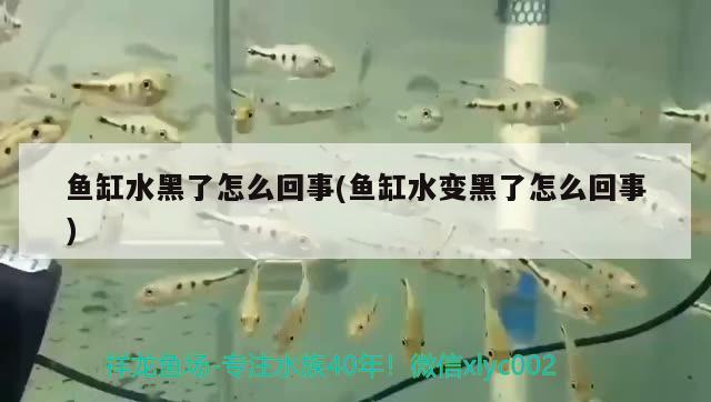 魚缸水黑了怎么回事(魚缸水變黑了怎么回事)