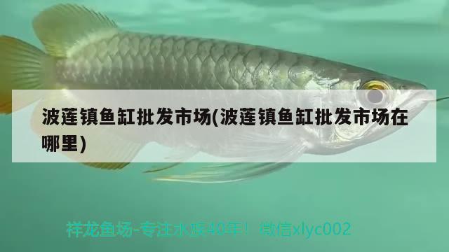 波蓮鎮(zhèn)魚缸批發(fā)市場(波蓮鎮(zhèn)魚缸批發(fā)市場在哪里) 委內(nèi)瑞拉奧里諾三間魚苗