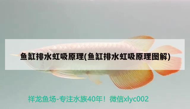 魚缸排水虹吸原理(魚缸排水虹吸原理圖解)