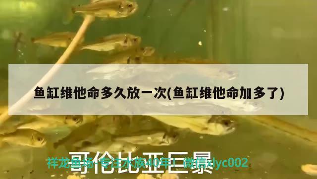 魚缸維他命多久放一次(魚缸維他命加多了)