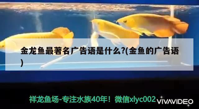 金龍魚最著名廣告語是什么?(金魚的廣告語) 伊巴卡魚