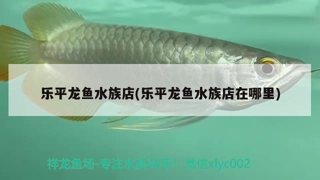 樂(lè)平龍魚水族店(樂(lè)平龍魚水族店在哪里) 赤荔鳳冠魚