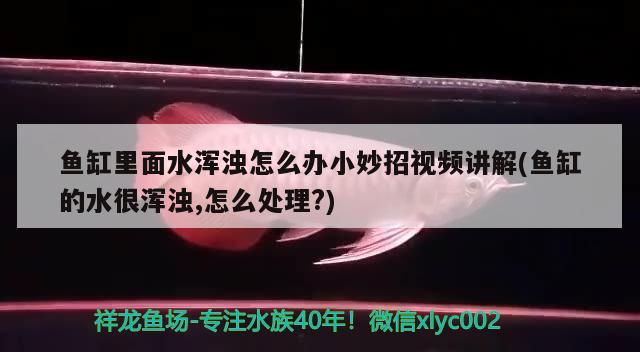 魚缸里面水渾濁怎么辦小妙招視頻講解(魚缸的水很渾濁,怎么處理?) 龍鳳鯉魚