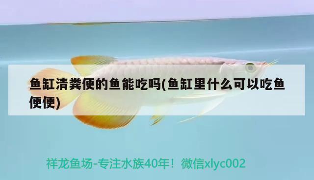 魚缸清糞便的魚能吃嗎(魚缸里什么可以吃魚便便) 撒旦鴨嘴魚