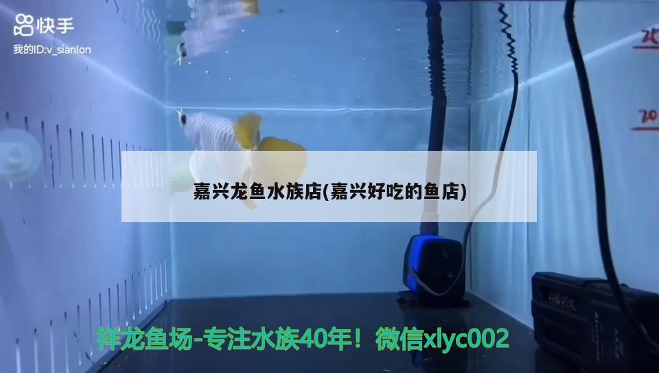 嘉興龍魚水族店(嘉興好吃的魚店) 非洲象鼻魚